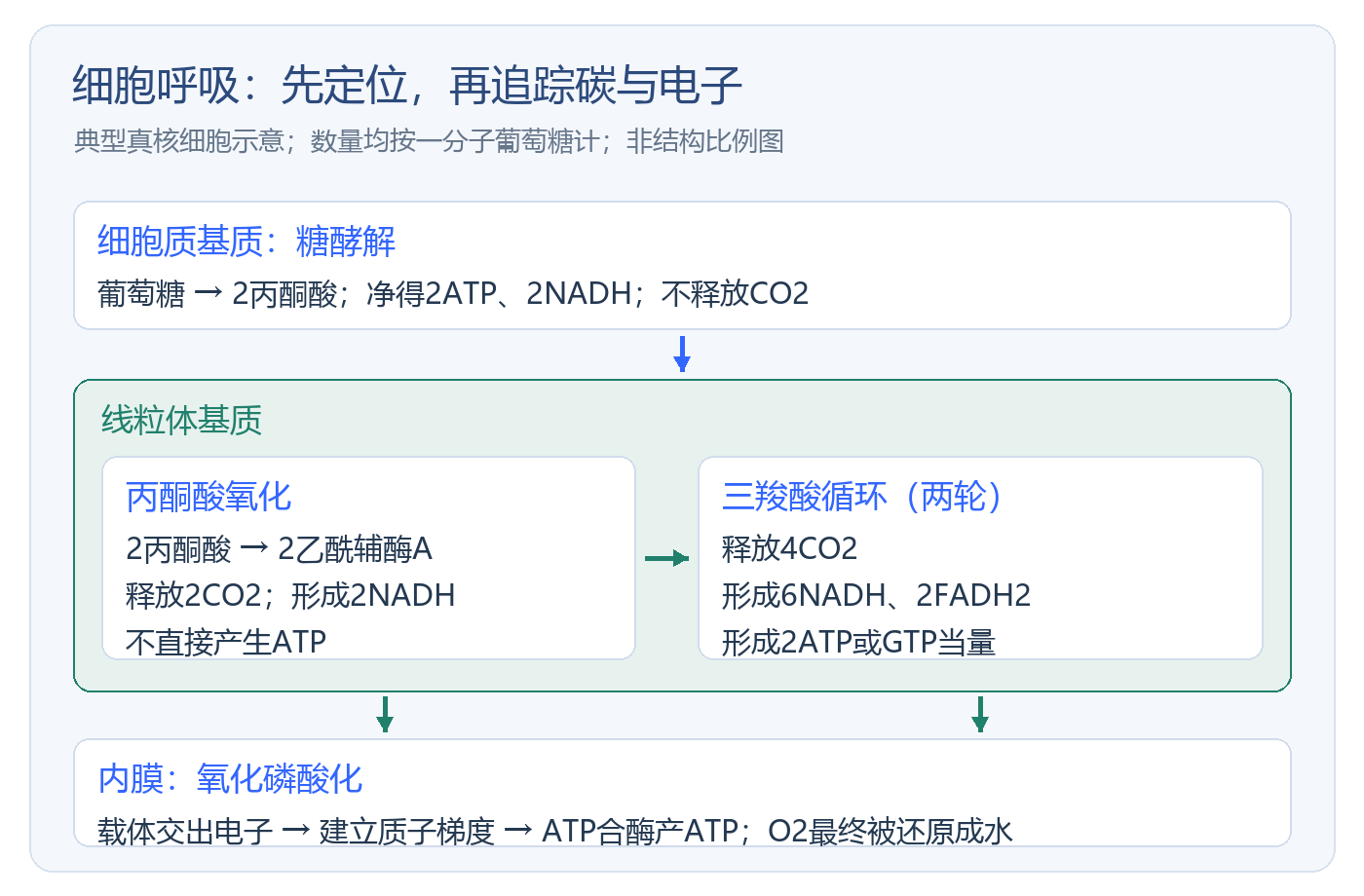 HOSA生物细胞呼吸怎么区分关键过程：位置、碳流与电子载体